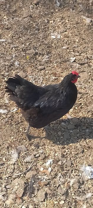 Продам домашних кур и петухов