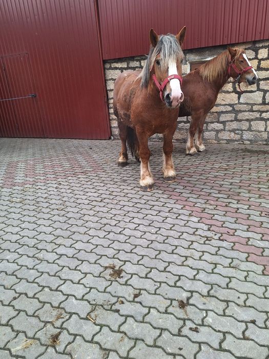 Vand cal (armăsar)și iapa