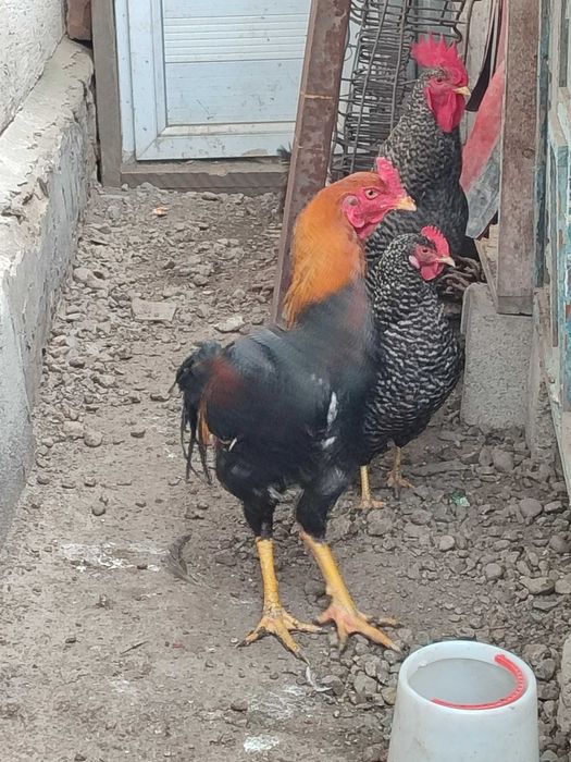 Продам молодого петуха