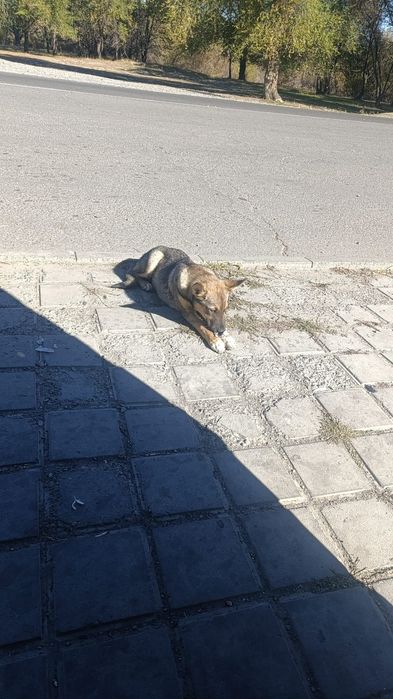 Продам срочно собака