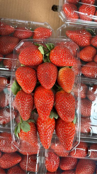 Клубника оптом.Египет балғын