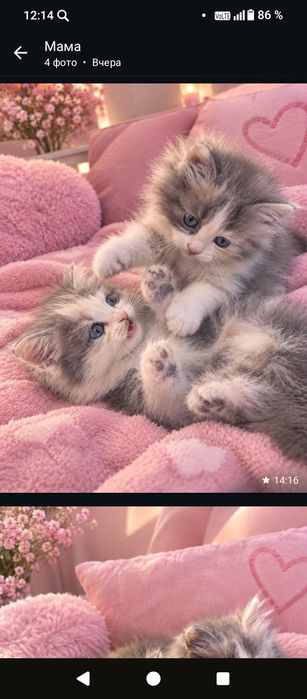 Отдам котят замечательных  в добрые руки