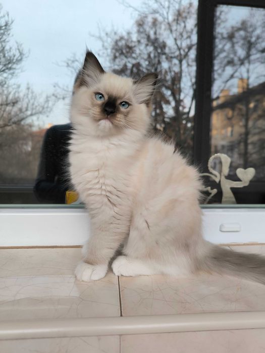 Регдол рагдол Рег дол раг дол