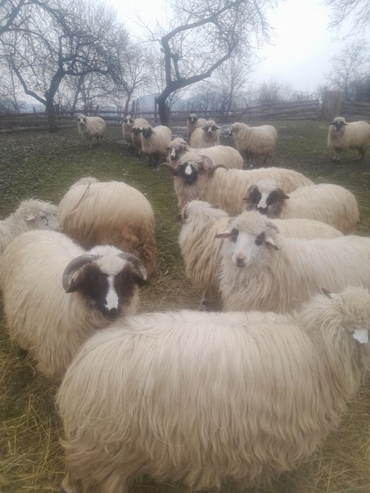 De vànzare  oi bune