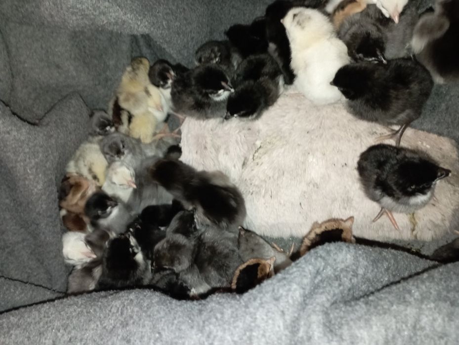 Puișori disponibilli