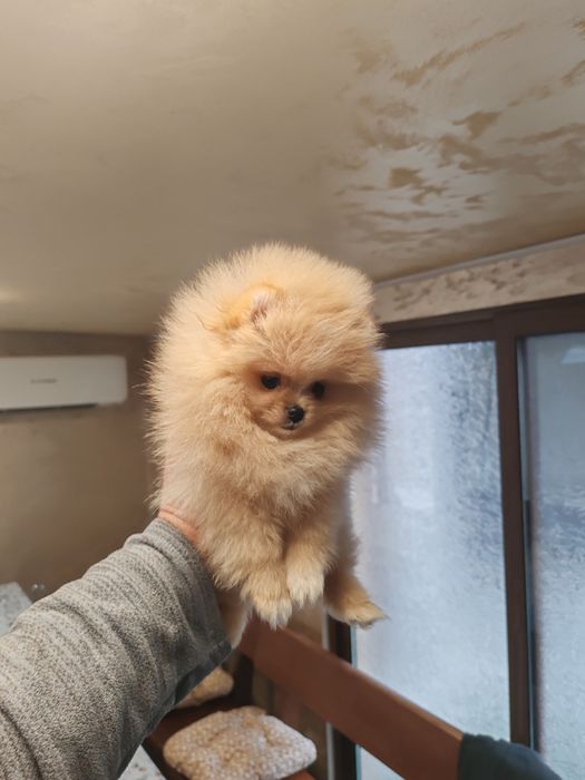 Померан мини мъжко