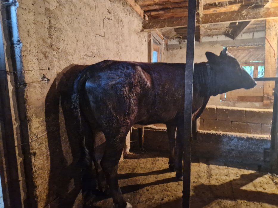 Түргень ТүргенТүргень