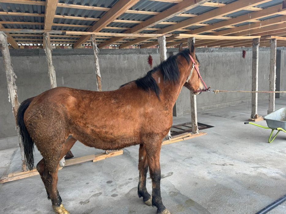 Продам кобылу 3 года