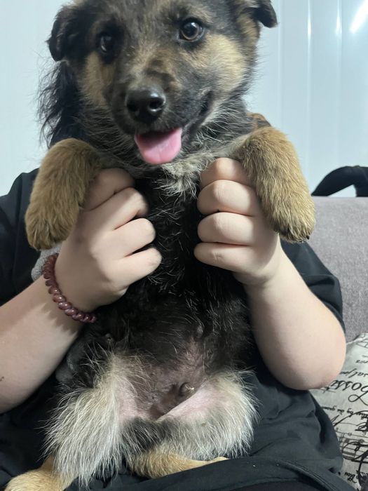 щенок мальчик в добрые руки