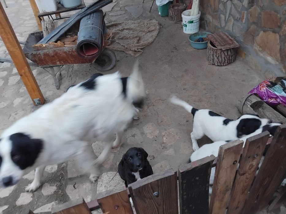 Подаряват се малки кученца на 45 дни