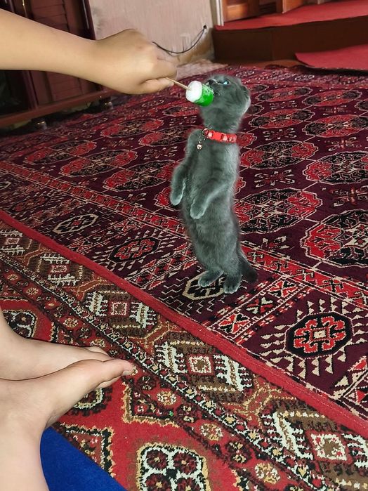 Скоттиш фолд 3 ойлик