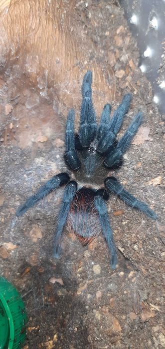 Tarantula Femela Tilocatl vagnas