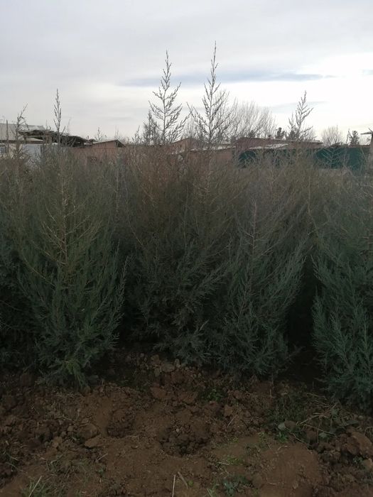 Archa gular Dekarativni