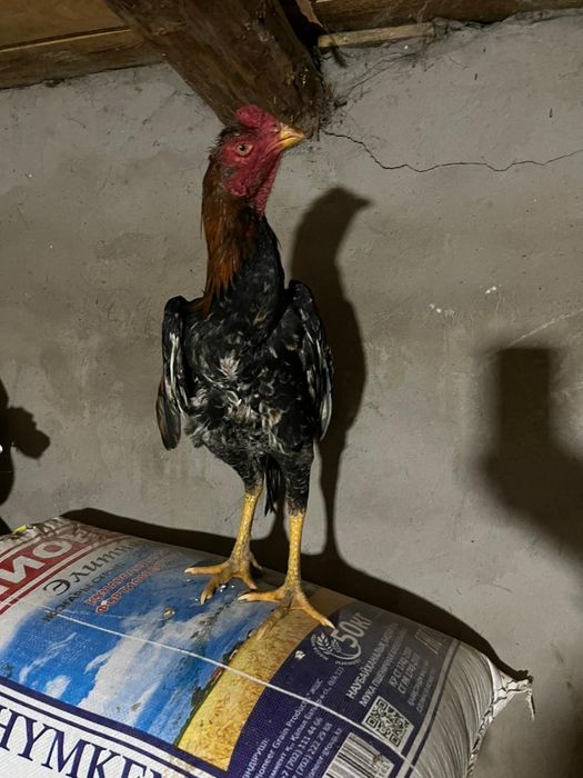 Бойтсовые даканы петушок