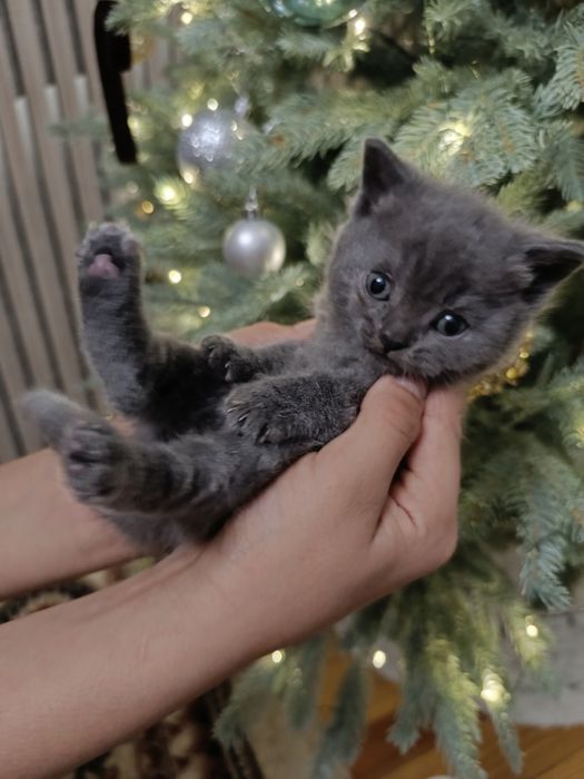 Продам котят британцев