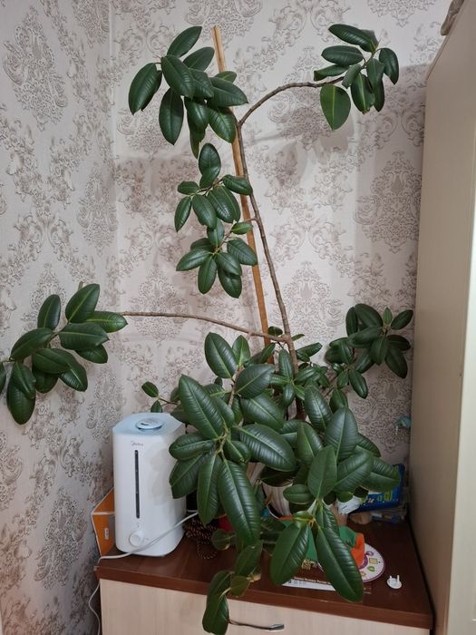 Домашние  цветы .