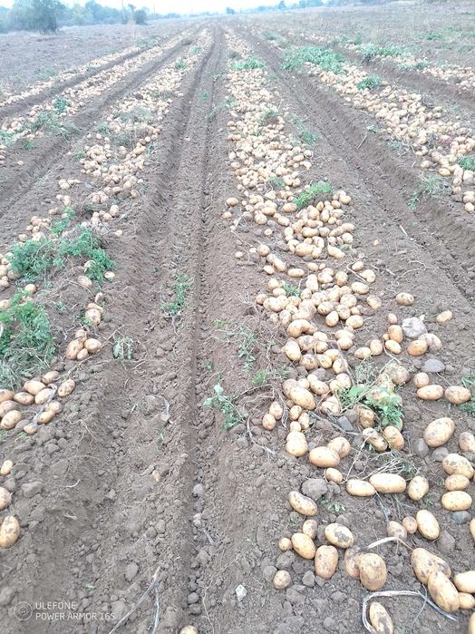 Картофи за консумация Сорая