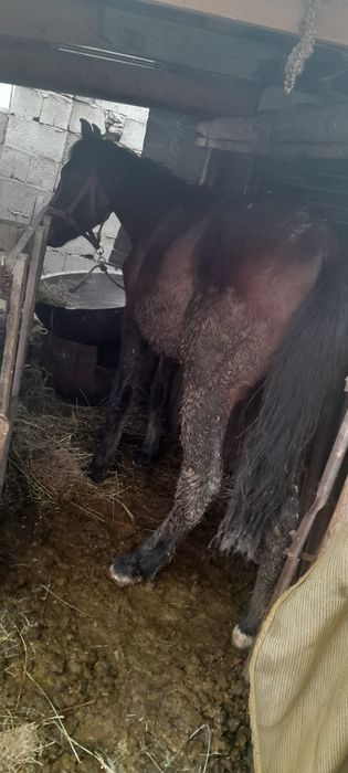 Продам лошадь лаььс