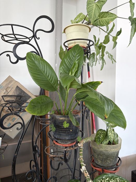 Цветы комнатные разные