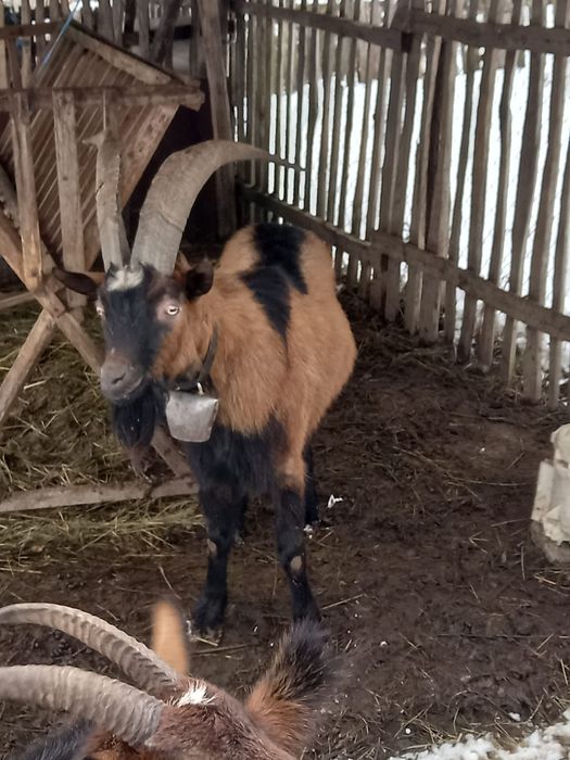 Vand țap de origine alpină