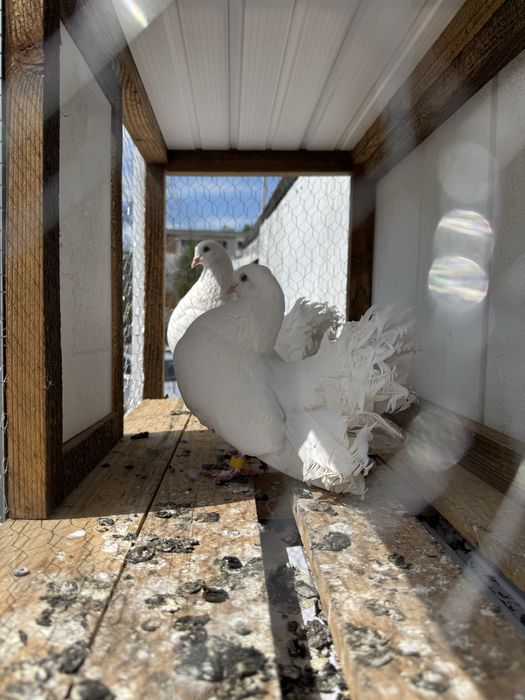 Porumbei voltati albi