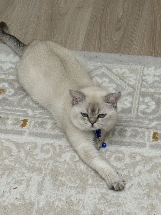 Кот продается пишите здесь