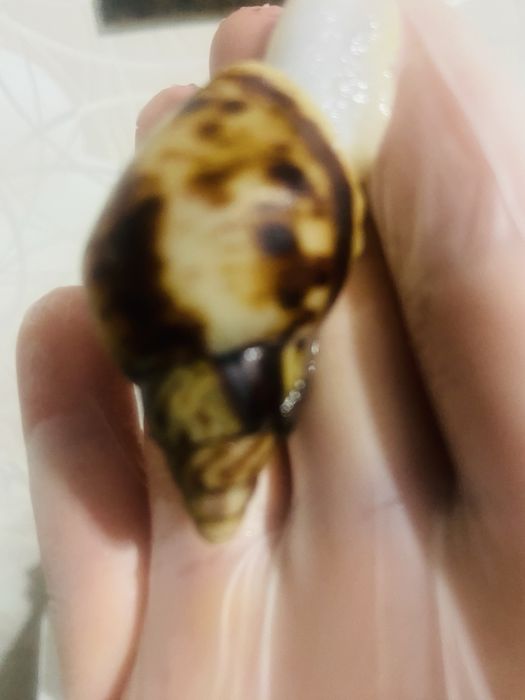 Продам улиток ахатина ретикулята!