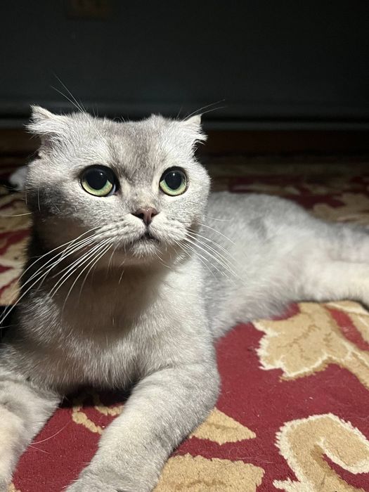 Британский шиншилла