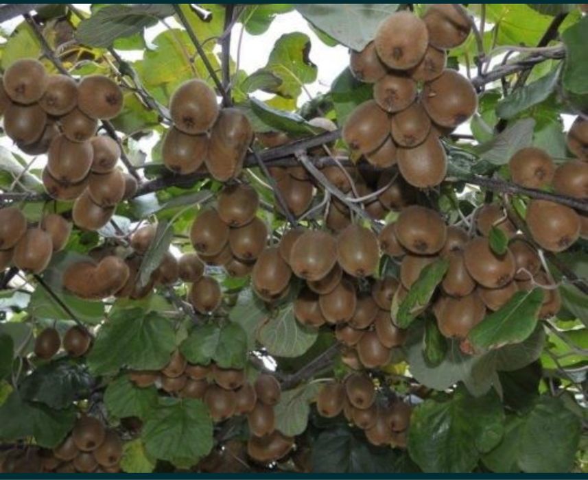 КИВИ кўчатлари сотилади. Продаются саженцы КИВИ.