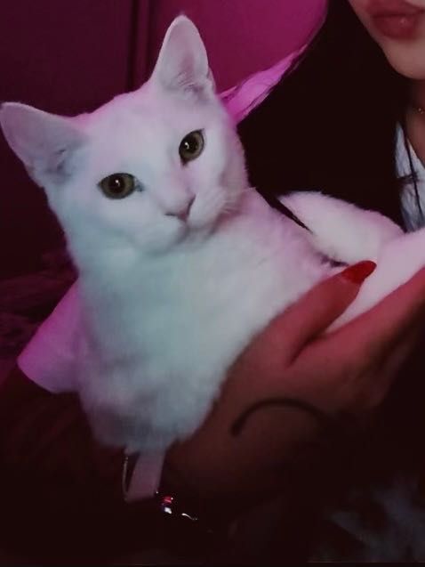 Дружелюбна котка си търси дом