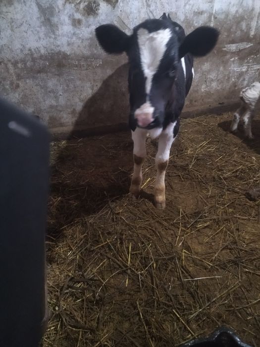 Бузау голштейн үш ай