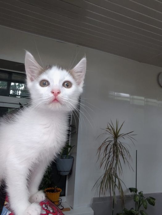 Отдам котика в добрые руки