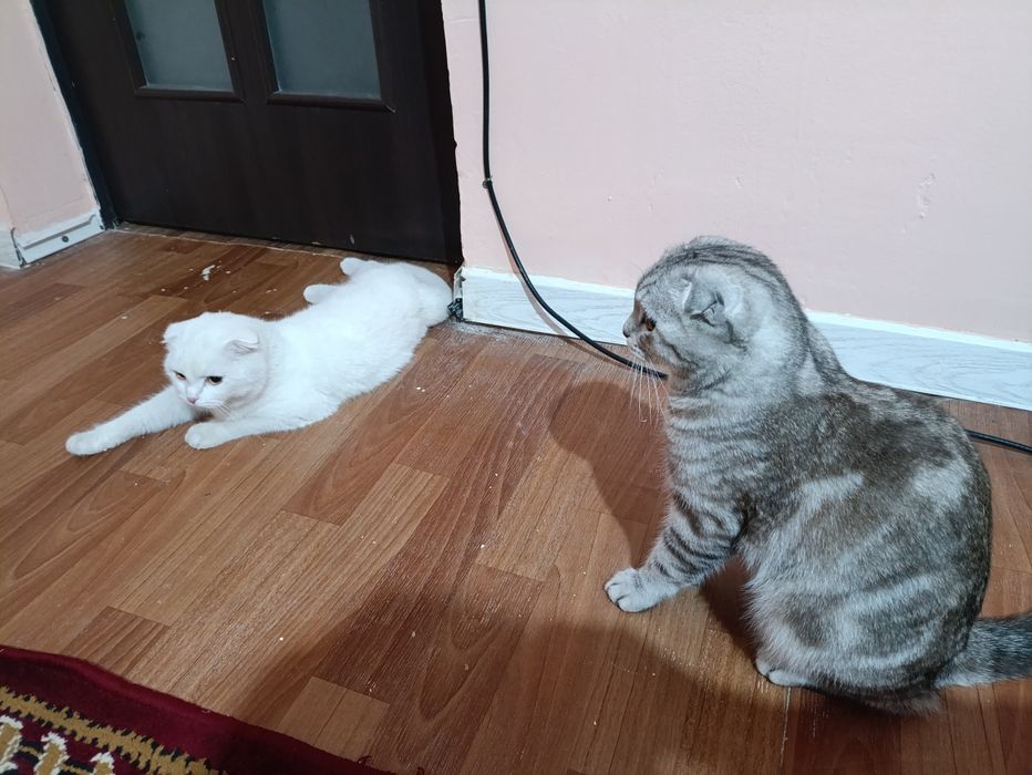 Кошка белая  веслоухая