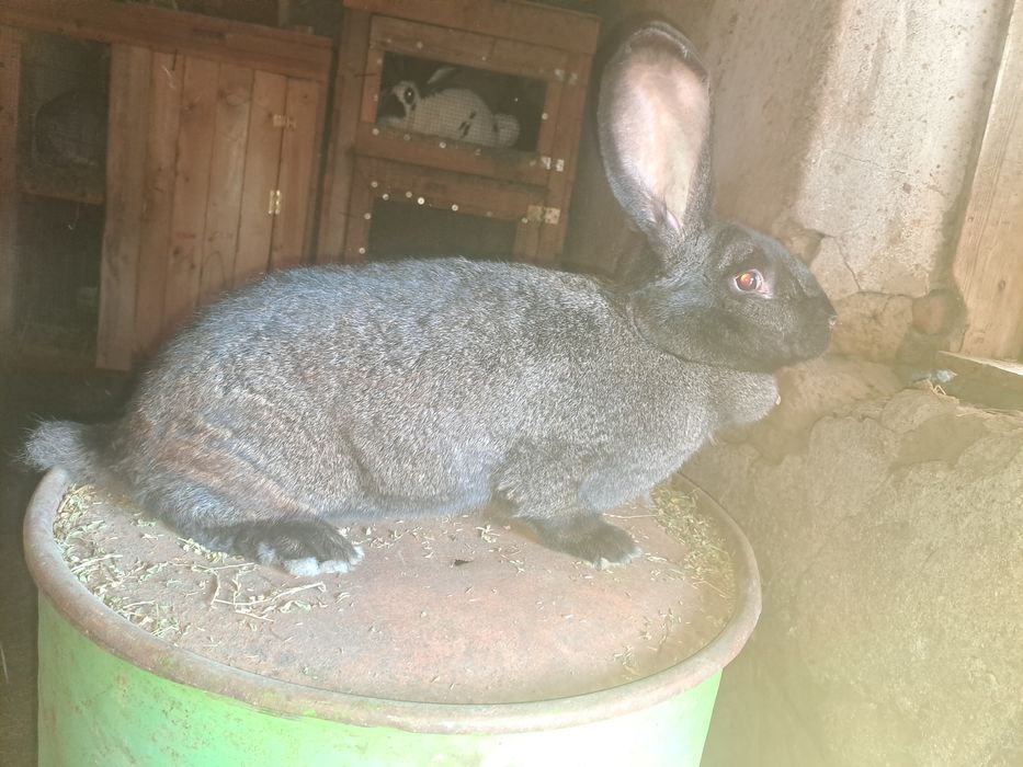 Vand femela Urias German