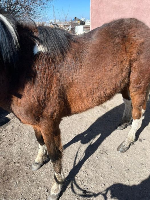 Продается "Тай" Отличный