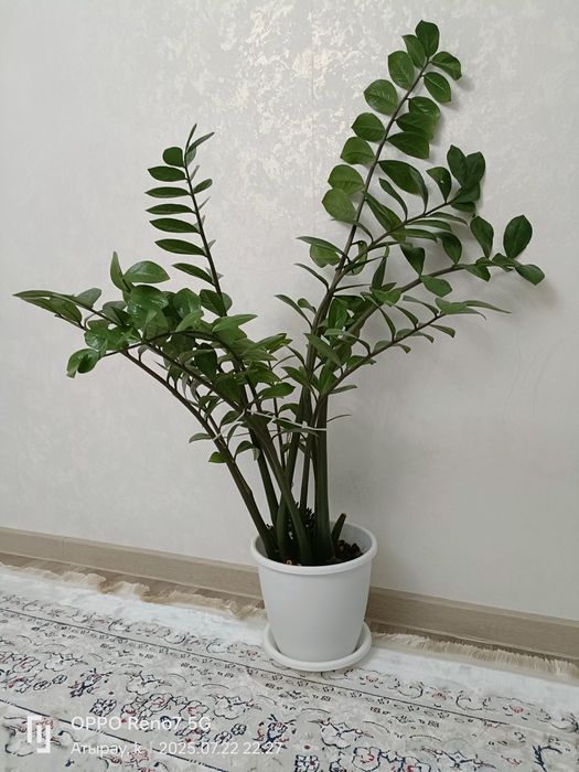 Продаю Комнатные растения