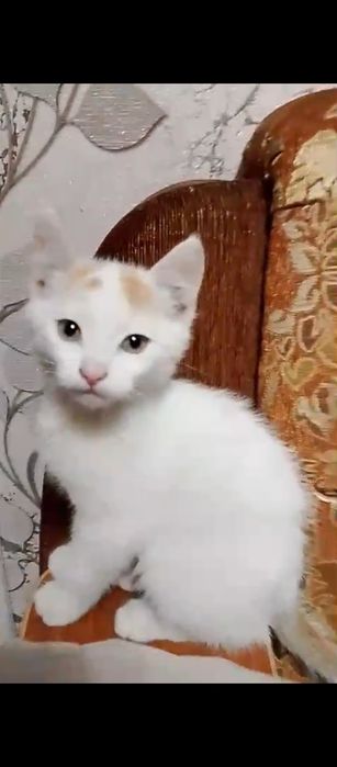 Отдам котёнка в добрые руки