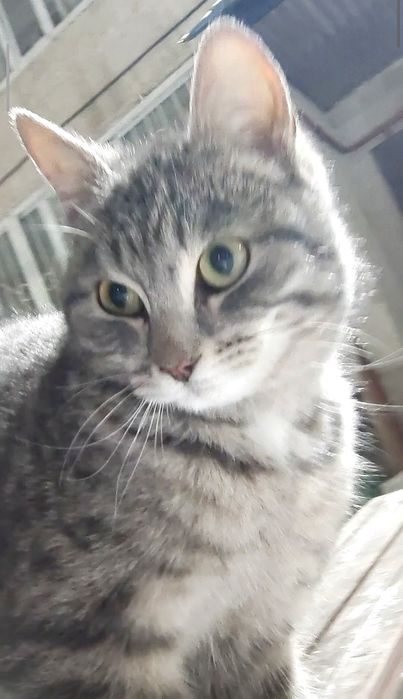 Котенок срочно ищет дом !