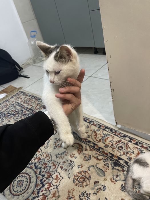 Кошки в добрые руки