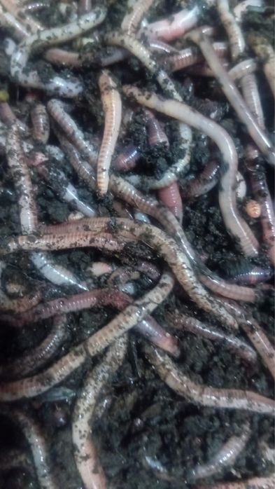 Черви дендробена для рыбалки