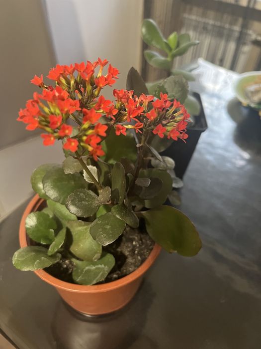 Продам комн. цветы