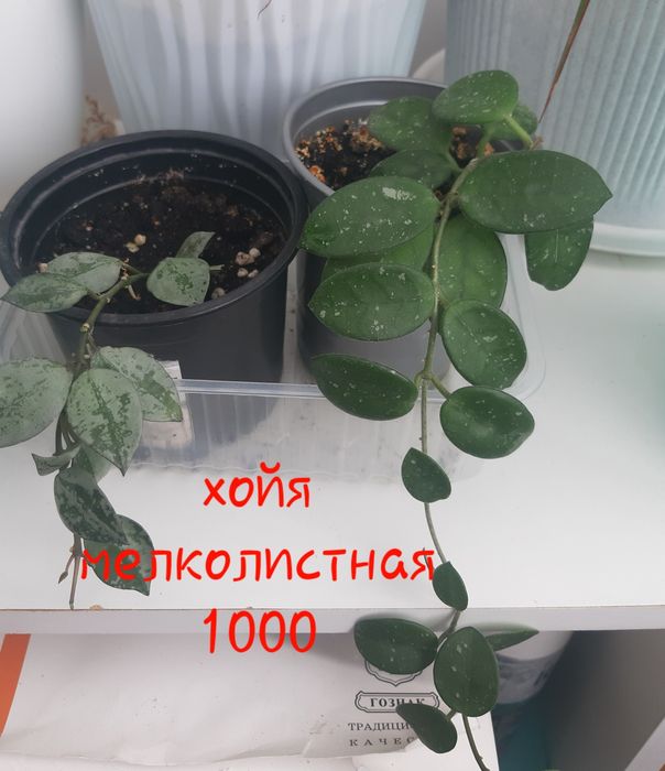 Комнатные растения