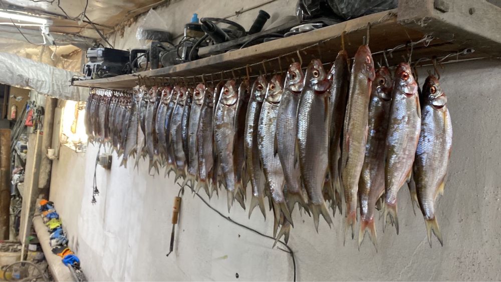 Сушенные соленные рыбы