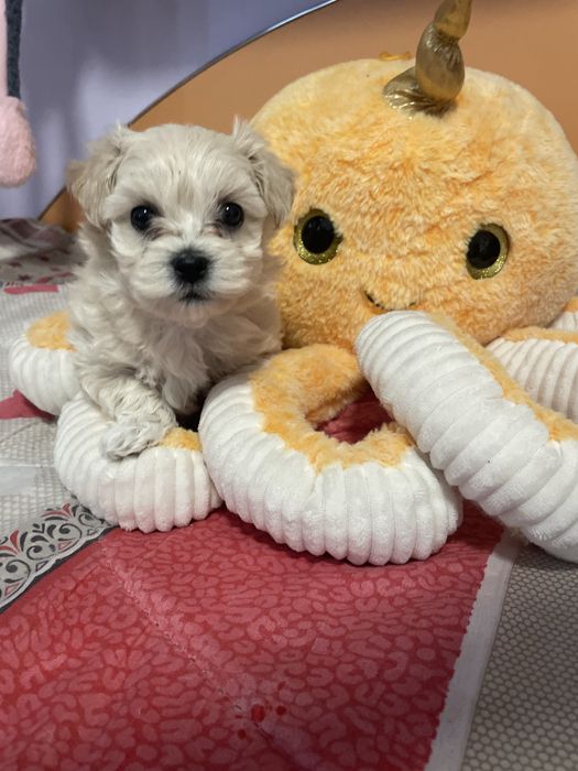 Bichon maltez toy