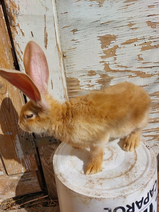 Iepuri uriaș german galben