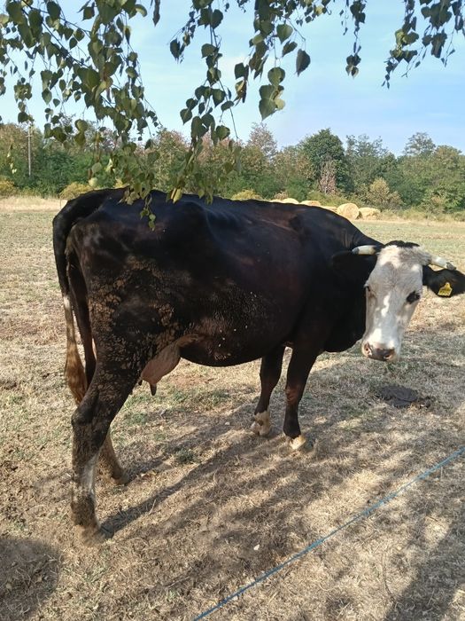 De vânzare vaca tânără și  bună de lapte