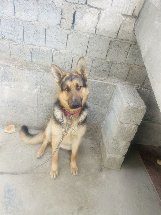 Авчарка Немецкая год