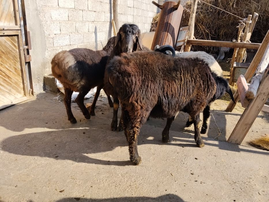 Qochqorlar sotiladi