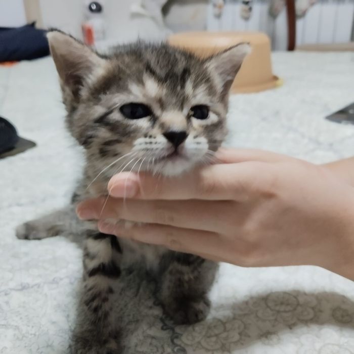 Отдадим котят в добрые руки