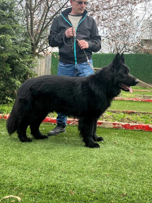 Vand  Ciobanesc German cu par lung